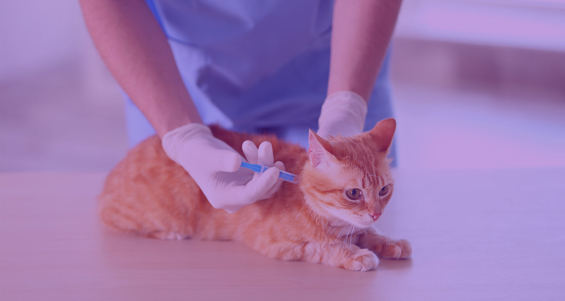 video clínico sobre vacunas gatos
